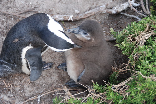 African penguin (Spheniscus demersus) with chick