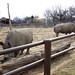 Rhinos • <a style="font-size:0.8em;" href="http://www.flickr.com/photos/26088968@N02/2449479263/" target="_blank">View on Flickr</a>