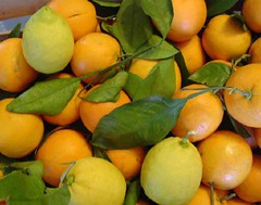 citrusvruchten