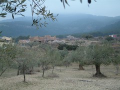 Amitavati from the olive grove