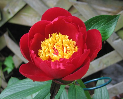 Peony "Paula Fay", May 24, 2011 by Leenechan