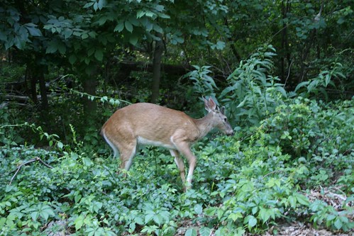 White tailed buck in the woods