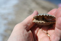 Collecting the Popular Scallop Seashell | Seashells by Millhill