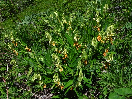 Gesse de l'Occident=Lathyrus occidentalis - Sentier Mont d'Armenaz 067