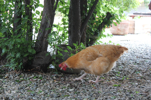 there's a chicken in my yard!