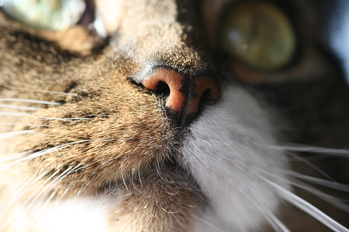 Cat's Mouth and Nose