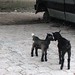 Ti Kabrit (Little Goaties) in Lurv
