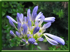 Fabulous buds of Agapanthus (Lily of the Nile), shot Jan 5, 2008
