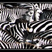 Zebra, zebra and zebra