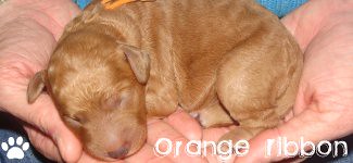 Australian Labradoodle Puppy - Orange Ribbon