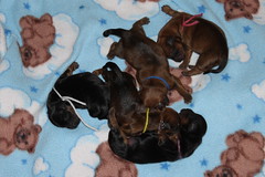 Puppies born 5-18-11