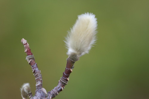 Pussy Willow - I think?