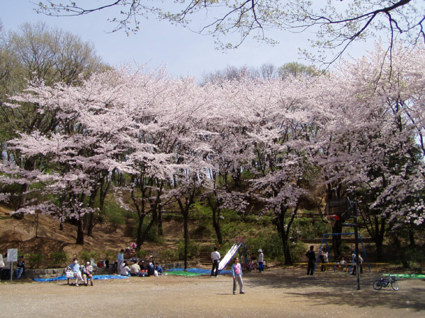 桜台公園