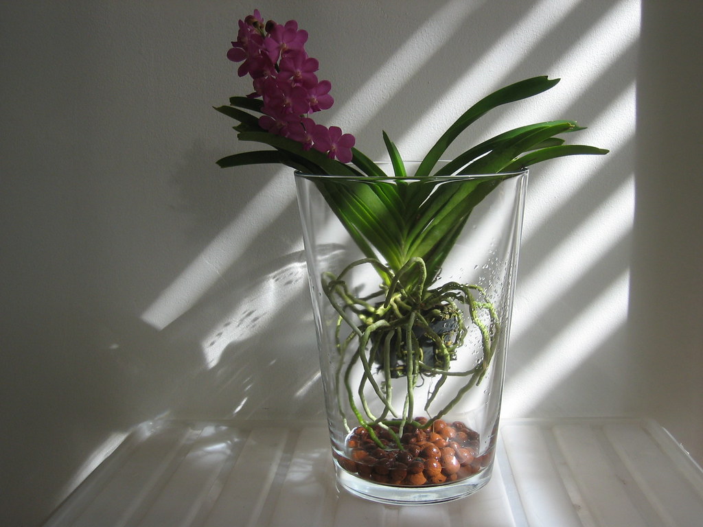 Orchidouxdingues • Consulter le sujet - Floraison Vanda