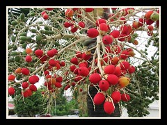 Ripened/Unripened fruits of Adonidia/Veitchia merrillii (Manila/Christmas Palm)