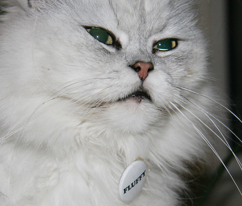Fluffy cat with fluffy badge