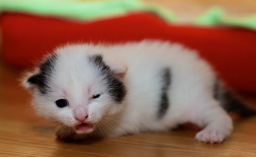Cute Kitten on Flickr by Andreas Solberg