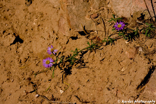 Wildflowers growing on the trail