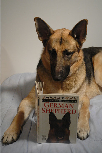 German Shepherd reading a book