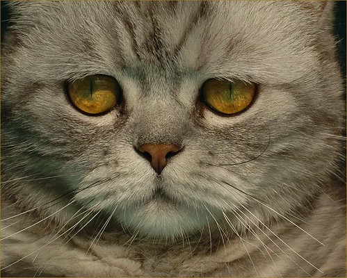ojos de un gato
