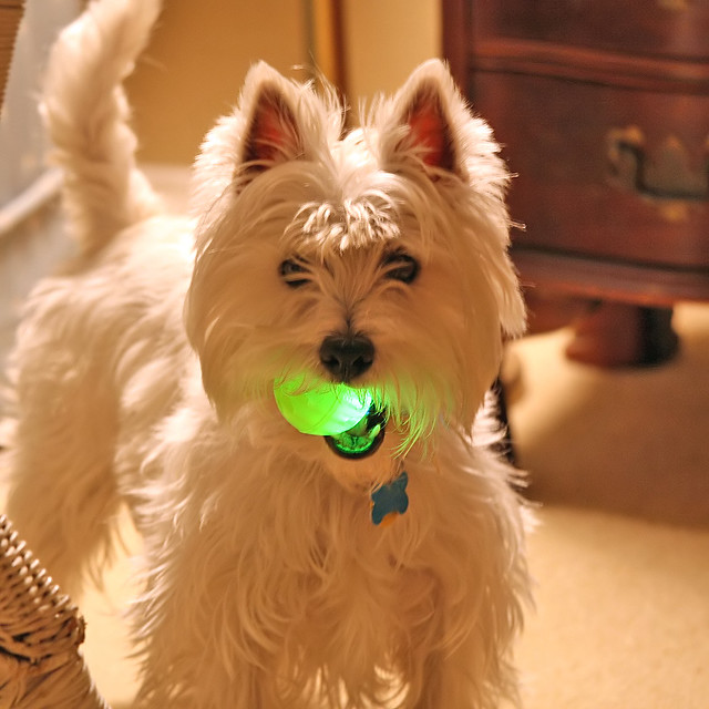 Wee Westie's Nuclear Ball
