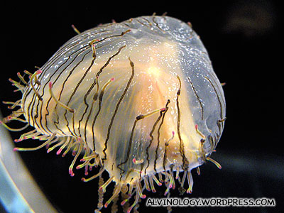 Top view of the same jellyfish