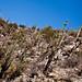 Arizona Desert: Sabino Canyon in Tucson
