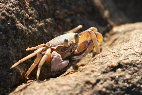 Crab on the Rocks
