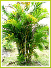 Dypsis lutescens (Yellow Butterfly Palm, Golden Yellow Palm, Yellow Bamboo Palm, Cane Palm, Areca Palm)
