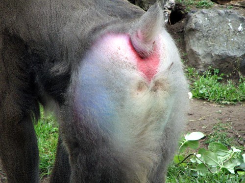 A Delicate Topic, Baboon Ass