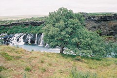 L'arbre de Hraunfossar