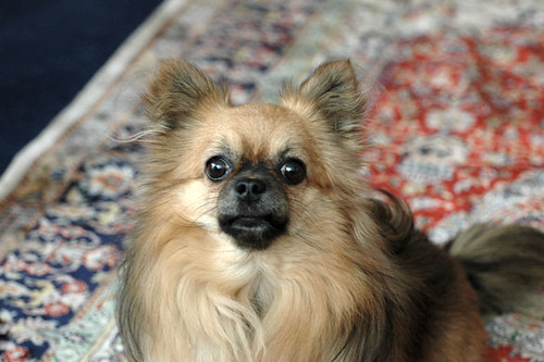 my dog