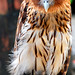 philippine eagle owl