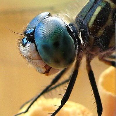 Blue Dragonfly Eyes Square