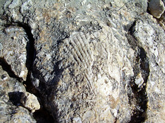 Fósiles en la Roca