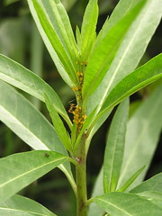 Anglų lietuvių žodynas. Žodis oleander reiškia n bot. oleandras lietuviškai.