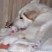 White Shepherd Misha & Puppies 9Feb08