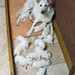 White Shepherd Misha & Puppies