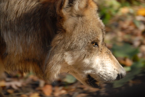 Mexican Wolf (Canis lupus baileyi)