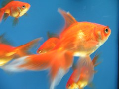 Anglų lietuvių žodynas. Žodis goldfish reiškia n zool. auksinis karosas; auksė; goldfish bowl akvariumas ² to live in a goldfish bowl @ gyventi kaip po mikroskopu, būti visą laiką matomam lietuviškai.