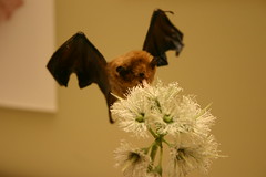 Palla's long-tongued bat