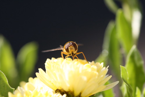Hoverfly 1