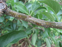 Hail injury to one-year-old apple branch, showing bruising and sap exudation at wound sites. Photo courtesy of Alan R. Biggs, West Virginia University.