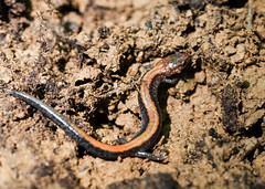 C-Falls - Red Salamander on ground • <a style="font-size:0.8em;" href="http://www.flickr.com/photos/30765416@N06/5714985142/" target="_blank">View on Flickr</a>