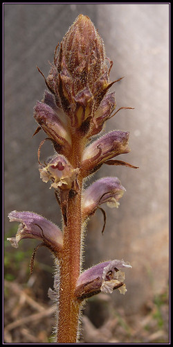 Orobanche minor (Small broomrape) (Hellroot)