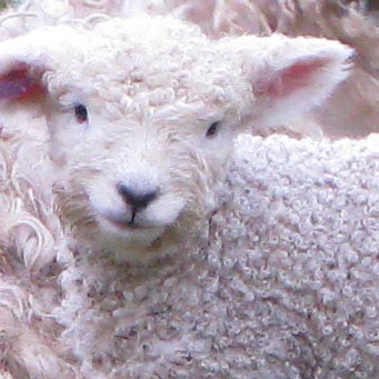 lamb4.jpg