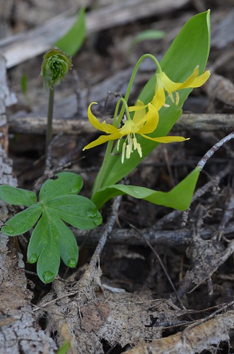Yellow Avalanche Lily - Erythronium grandiflorum