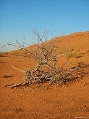 Oman Desert Marathon