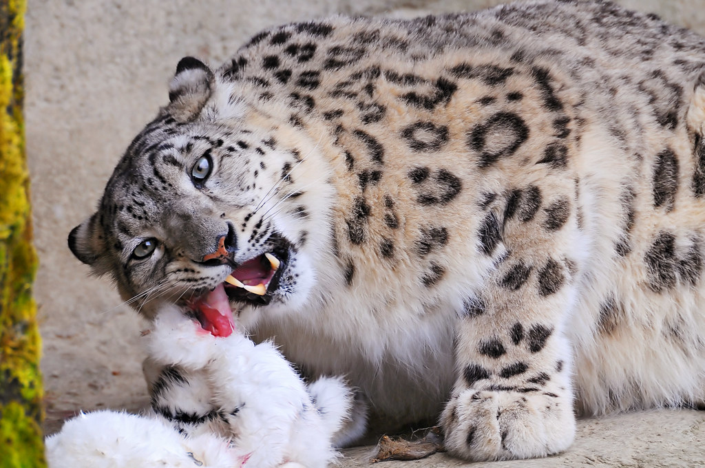 В отличие от других больших кошек, снежные леопарды не умеют рычать. 