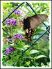 Common Mormon (Papilio polytes, female form stichius)
